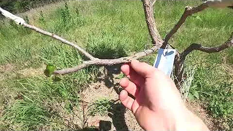 American Persimmon Grafting Project