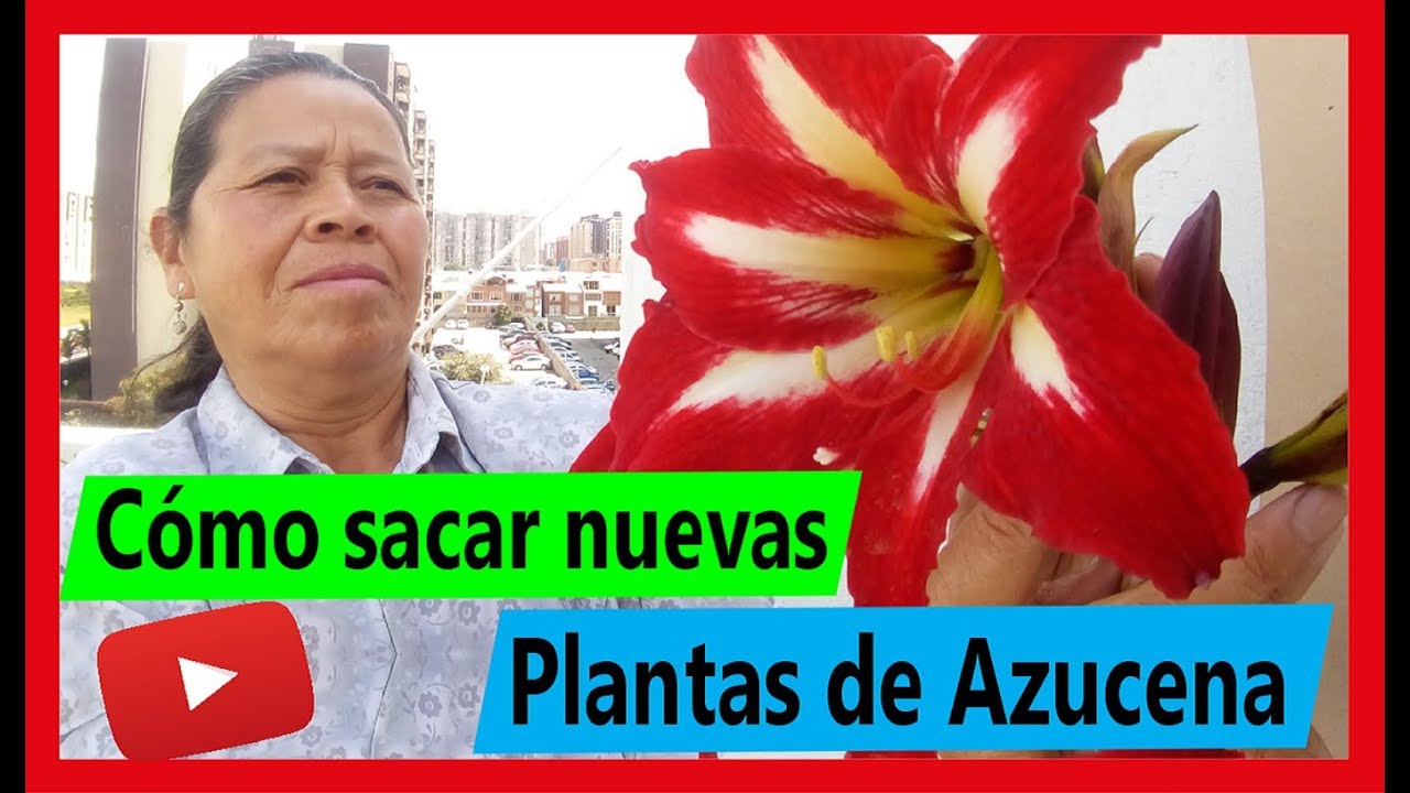 Cómo sacar nuevas plantas de Azucena en macetas (hermoso Jardín)h - YouTube