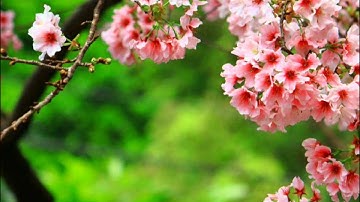 ناصر السعيد - خشوع وتلاوة تدمع لها العينان
