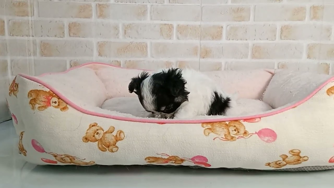 747269 チワワ（ロングコート） - YouTube