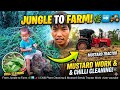 From Jungle to Farm 🌿➡️🌶️ || Chilli Plant Cleaning &amp; Mustard Seeds Tractor Work 🚜@sanzoivlog 