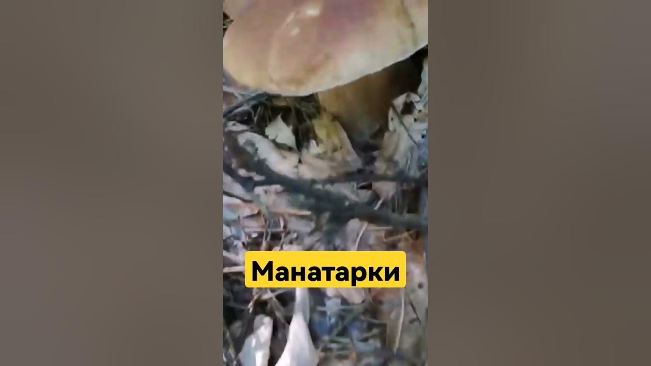 Манатарки в Букова гора - YouTube