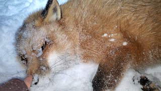 Finnegan fox dives through the snow!