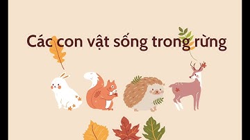 Bé tìm hiểu các con vật sống trong rừng