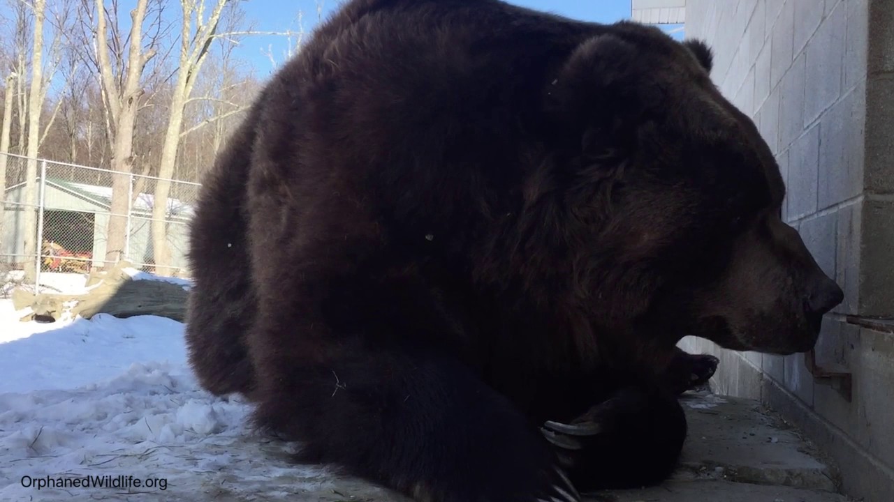 profit and loss statement Jimbo awake from his wintery sleep.