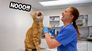 When Overdramatic Cats Realize They're at the Vet 😂 Funny Cat Videos 2026