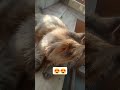 ada saja ulahnya😍😍 #cat #kucinganggoralucudanimut #kucing #kucingbelangtiga