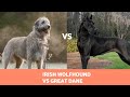 The Irish Wolfhound Vs Great Dane: Detailed Comparison の動画、YouTube動画。