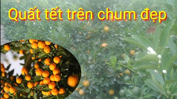 Quất cảnh tết trên chum 50 phục vụ quất tết 2022, mua quất cảnh, quất tết liên hệ sđt trong video