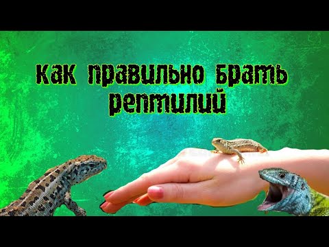 Видео: Как приручить ящерицу (или рептилию)