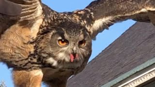 Meet the Raptors: Eurasian Eagleowl