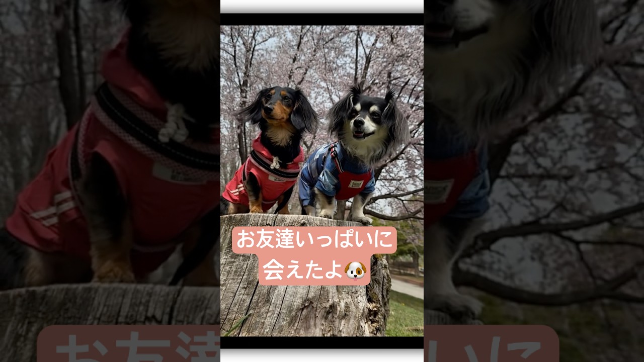 公園に行ったらお友達がいっぱいいたよ🐶チワックスジャック #いぬの