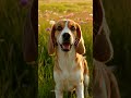 Beagle's Joyful Roll Shocks After 10 Years