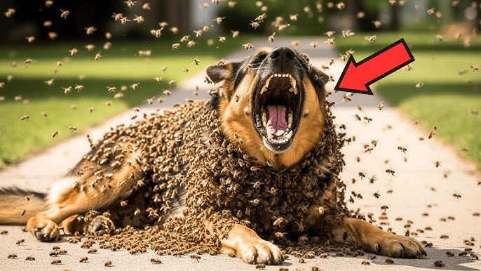 Dog Screamed As Bees Covered Its Body—What The Old Man Did Next Shocked  Everyone! - YouTube