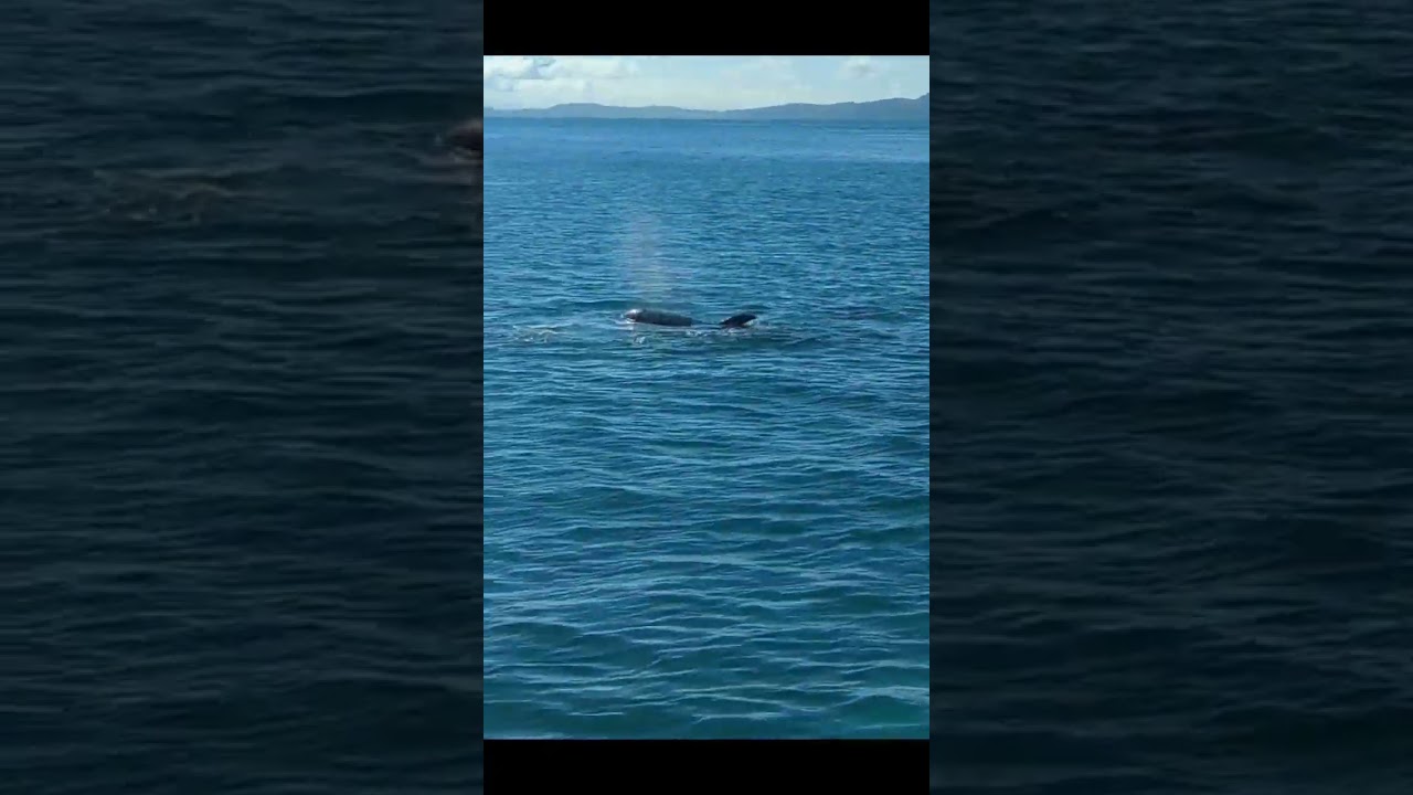 Dolphins Playing Around Motorua Island in New Zealand