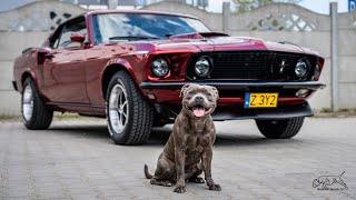 Staffordshire Bull Terrier and Mustang Mach 1 (1969) by Stafficzki Spiczki FCI  775 views 1 year ago 1 minute, 16 seconds