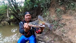 Ikan Baung raja datang lagi pemancing ramai² berdatangan mancing ke sungai