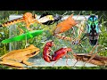 Catch Amazing Wild Creatures! Golden Tree Frogs, Beetles, Stink Bugs, Praying Mantises & More
