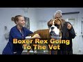 Boxer Rex Visit To The Veterinarian 😁