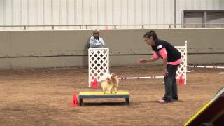 Brody Bear 12-06-2014 standard run