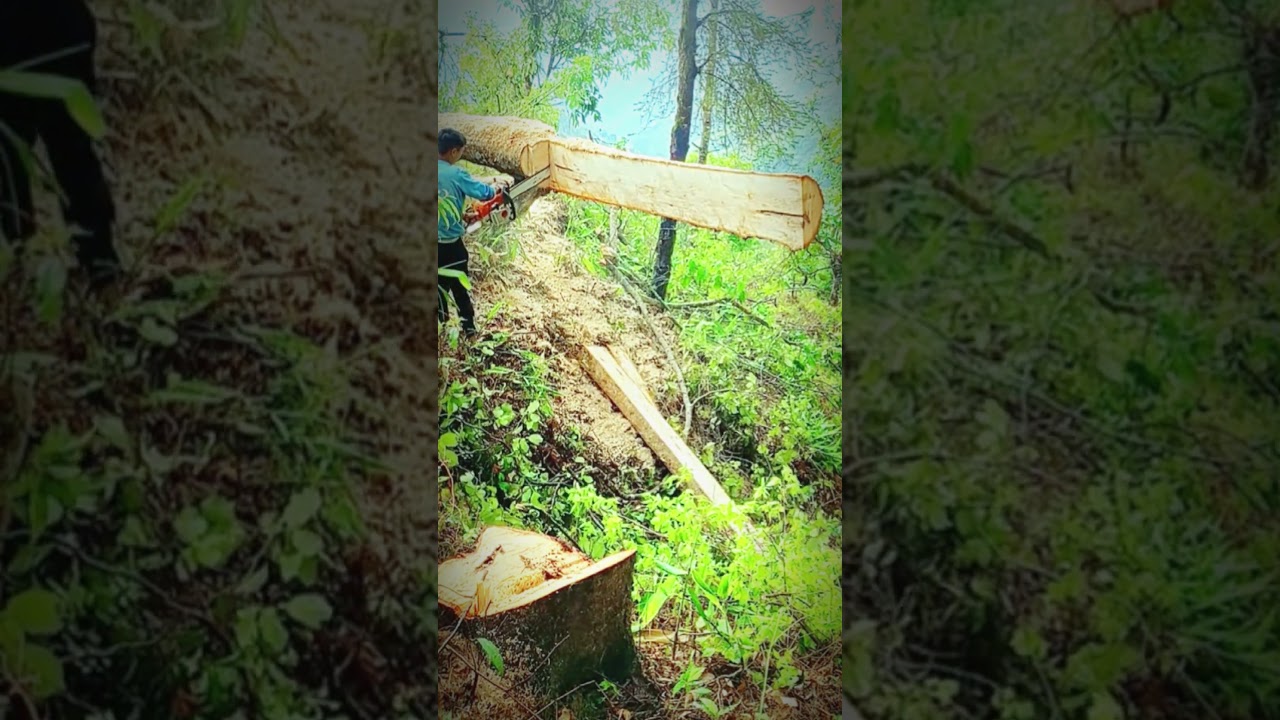 Cutting Trees by Hand-Machine for Boat Plates! 🌳🔨 