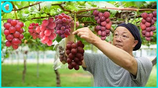 The Most Expensive Grape Growing Process In Japan  A Great Combination of Agriculture Technology