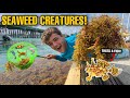 CATCHING *EXOTIC* CREATURES HIDING in SEAWEED!!