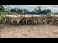 BEZERRAS.VACAS E GARROTES EM SAO JOAQUIM DO MONTE