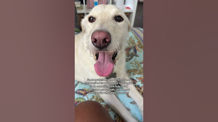 I did WHAT to become a pet sitter?!