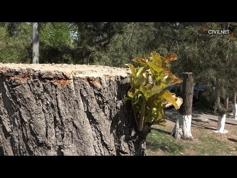 Video: Ինչի համար են օգտագործվում ծառերի գերանները: