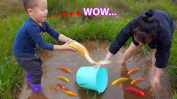 Bắt cá vàng đầy màu sắc ở vũng nước cạn ở cánh đồng bỏ hoang #cávàng #concá #fishing #bắtcávàng