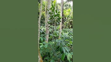mencari anakan burung rambatan jatuh