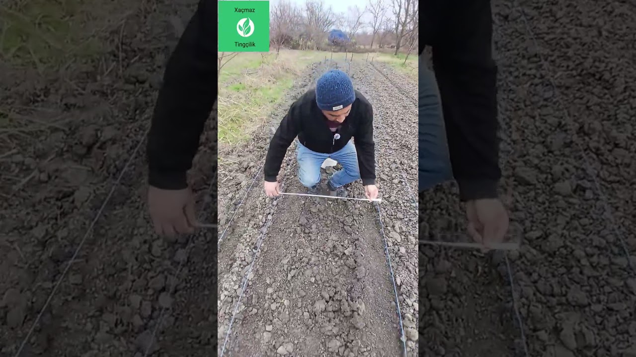 CIR QAYSI TUMUNUN ƏKİLMƏSİ: