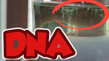 Wie kann man DNA sichtbar machen?