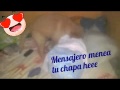 Mensajero menea tu chapa Vídeo viral