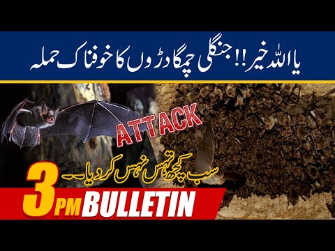 Terrible attack by wild bats