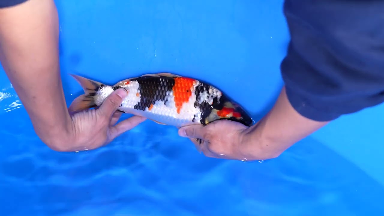 Theネット ジャンボ当歳フェスバトル2026!】260506-012の出品鯉のご