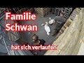 Familie Schwan hat sich verlaufen - Tiernotruf #96