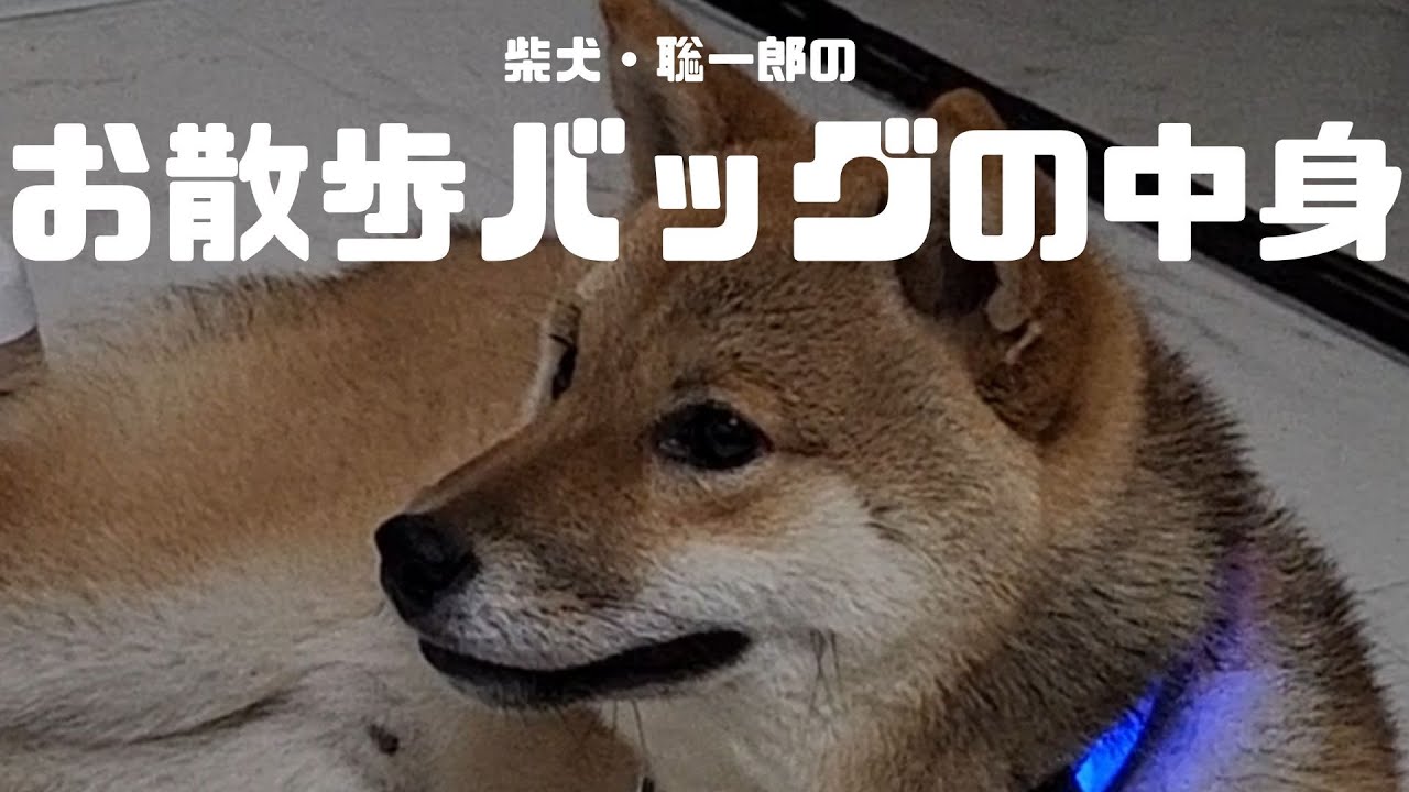 【柴犬】お散歩カバンの中身　お散歩グッズ