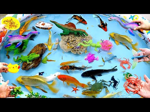 Cute Animal Videos, Crocodile, Duck, Dolphin, Whale, Goldfish, Frog,Crab,Lionfish,Stingray,Swordfish