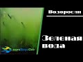 Зеленое цветение воды в аквариуме - что делать?