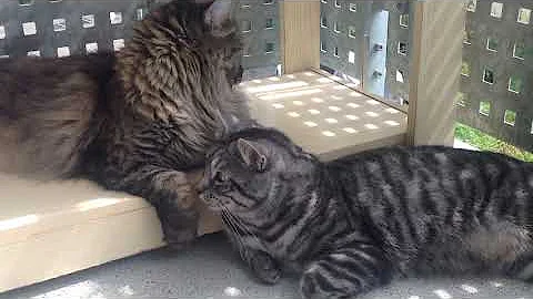 Watch the video about Cat friends peacefully grooming and relaxing on a summer afternoon