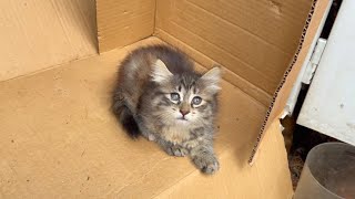 Frightened wild kitten trusts a human for the first time