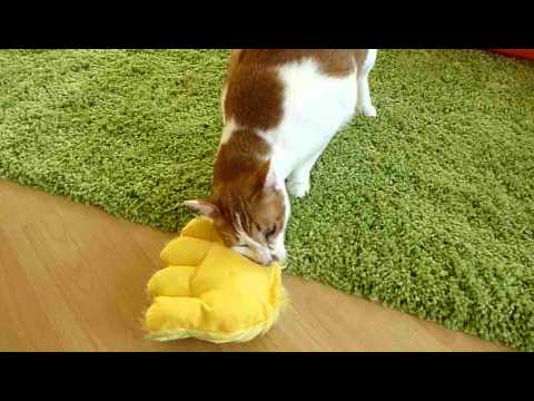 Sphynx Noong, Ling und ein BigFoot Stinkie- sniffing catnip