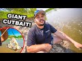 UNEXPECTED Catch while BANK RIVER FISHING with GIANT BAIT!!!