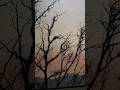 Sunset Sinks, Tree Shadows Dance