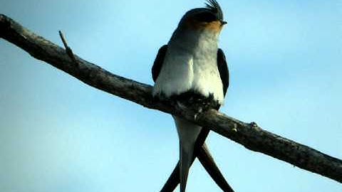 Crested Treeswift