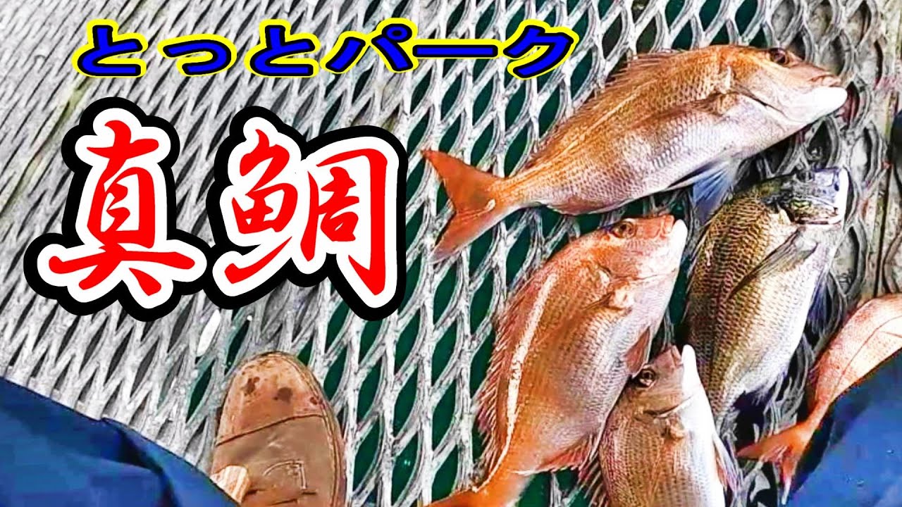 【衝撃映像】とっとパークでふかせ釣り！鯛は釣るけど、スマホ海に落とす。