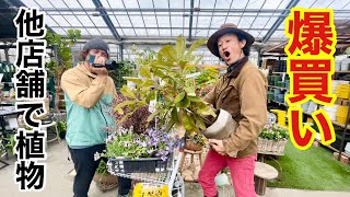 【店長ｘ元店長】まさかの２人きりで植物爆買いします　      【カーメン君】【ガーデニング】【初心者】