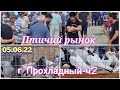 Голуби цены Птичий рынок г Прохладный-ч2